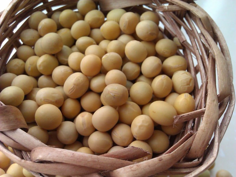 organic Soybean Manufacturer Supplier Wholesale Exporter Importer Buyer Trader Retailer in Murtizapur Maharashtra India